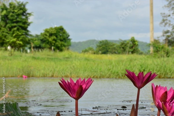Fototapeta pink water lilies in botanical gardens nature very beautiful  with  landscape in Thailand nice sky and trees