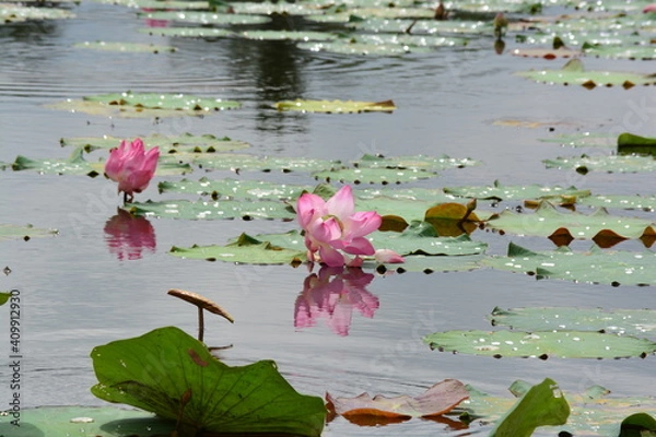 Fototapeta pink sacred lotus also known nelumbo nucifera  or Indian lotus in the lake with green leave in Thailand focus selection