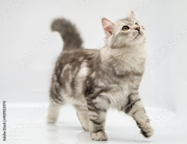 Fototapeta Siberian cat on white backgrounds