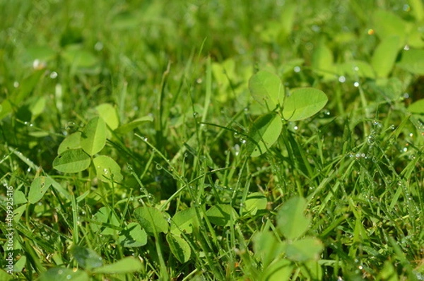 Fototapeta green grass background