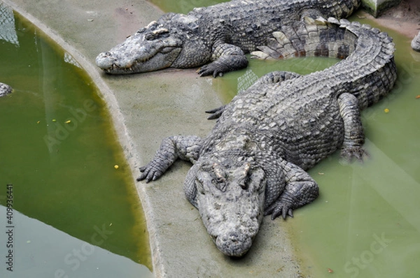 Fototapeta A large alligator in a free-range enclosure