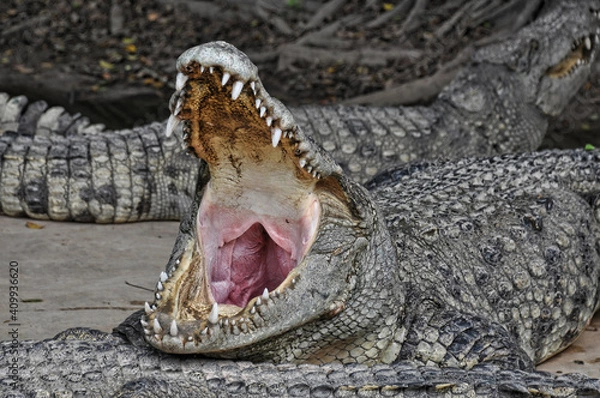 Obraz A large alligator in a free-range enclosure