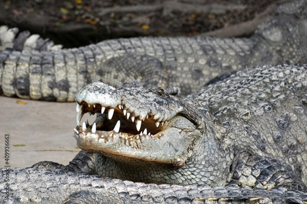 Fototapeta A large alligator in a free-range enclosure