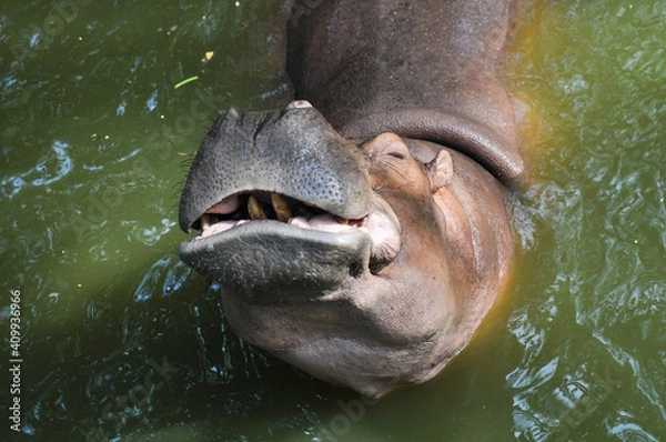 Obraz Hippopotamus in its natural habitat