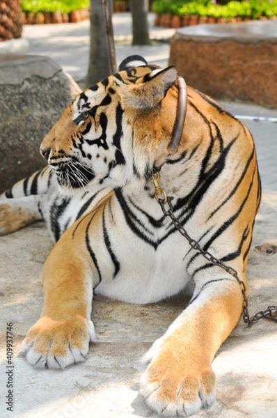 Obraz bengal tiger in the enclosure
