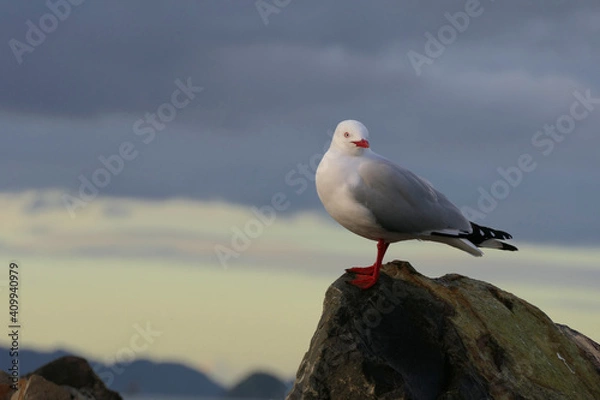 Fototapeta A wonderful specimen of the Red-billed Gull posing on an island rock in New Zealand, with magnificent sky colors