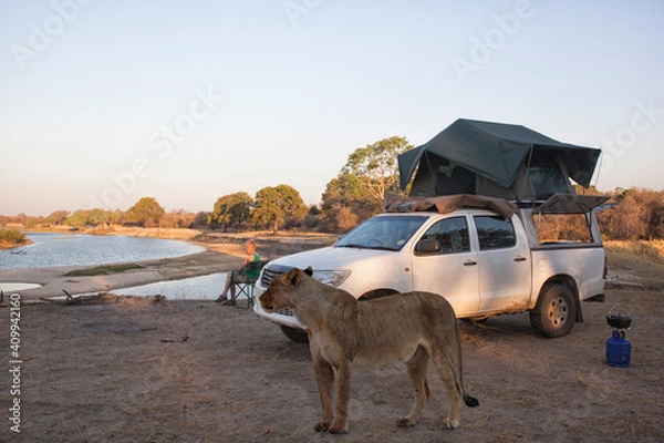 Obraz lion visiting a african campsite