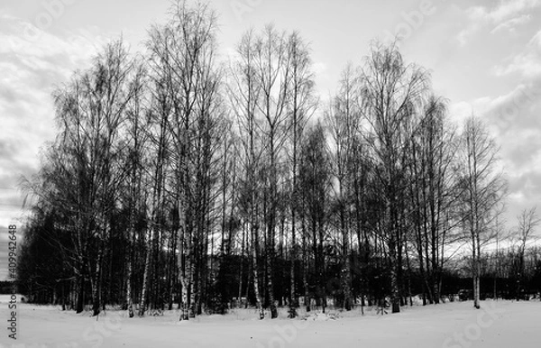 Obraz Birch tree at sun set 