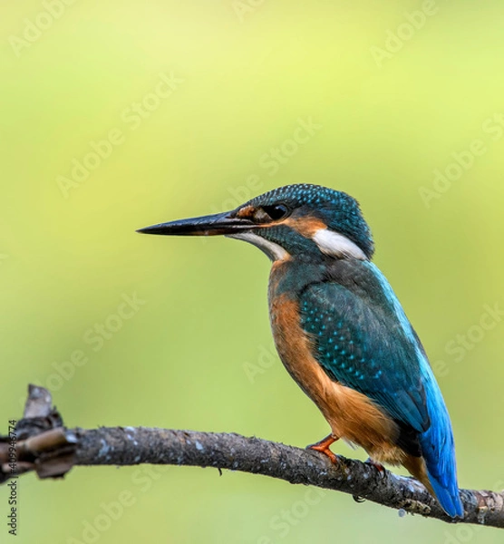 Fototapeta common kingfisher perched on branch