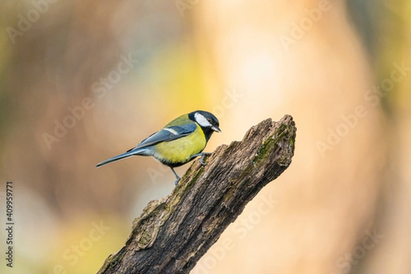 Obraz Great tit sitting on a branch