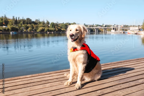 Fototapeta Dog rescuer in life vest on wooden deck near river