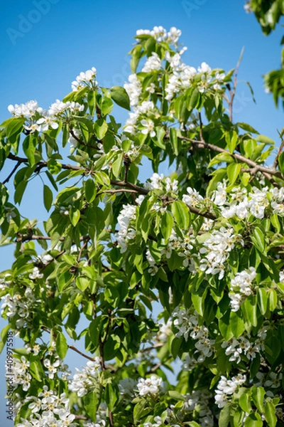 Fototapeta White pear fruit tree blossom in spring, blue sky background