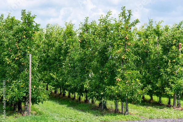 Fototapeta Green organic orchards with rows of apple trees with ripening fruits in summer