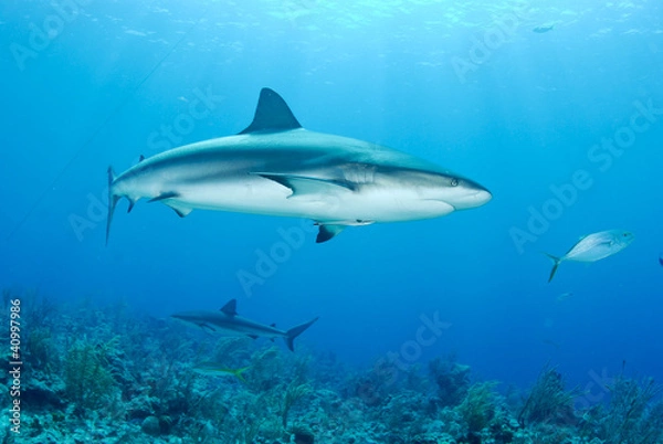 Obraz Grey reef shark