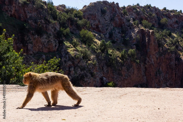 Fototapeta Monkey walking peaceful with mountains in the background