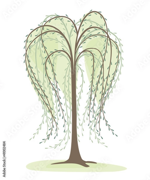 Fototapeta deciduous tree on a white background, willow
