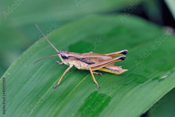 Obraz ヒザグロナキイナゴ（北海道・鶴居村）
