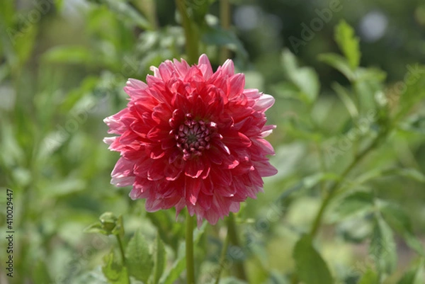 Fototapeta ダリア