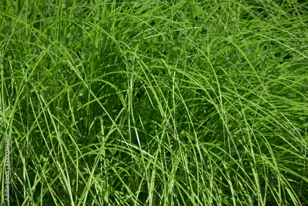 Fototapeta 葉模様　自然の模様