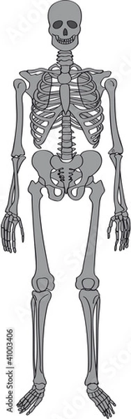 Obraz F squelette gris