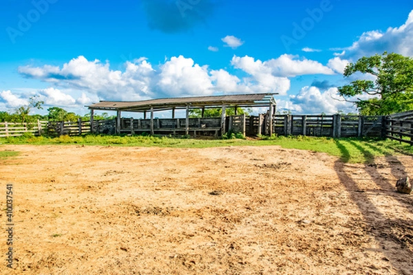 Obraz vineyard in the country