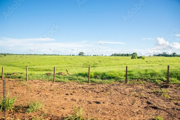Obraz vineyard in region country