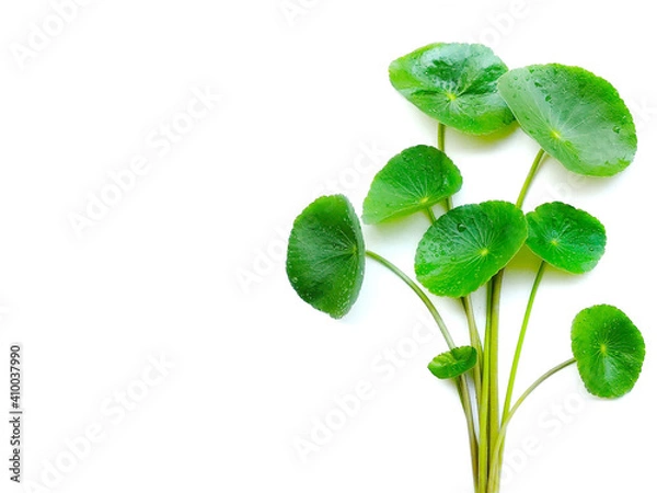 Obraz fresh green mint