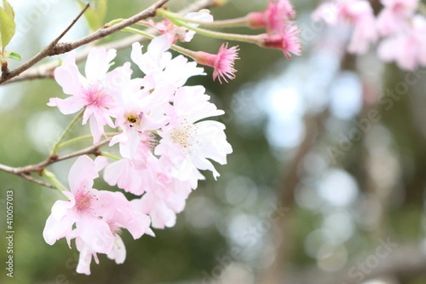 Fototapeta 根津神社の桜【国内・東京】