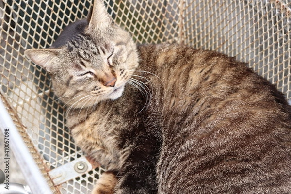 Fototapeta 自転車のかごに入っている猫【国内・東京】