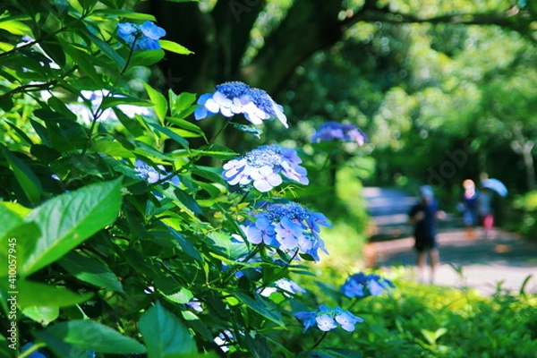 Fototapeta 三ッ池公園の紫陽花【国内・神奈川県】