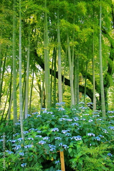 Fototapeta 三ッ池公園の紫陽花【国内・神奈川県】