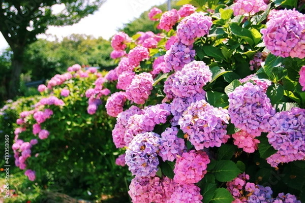 Fototapeta 道端の紫陽花【国内・神奈川県】