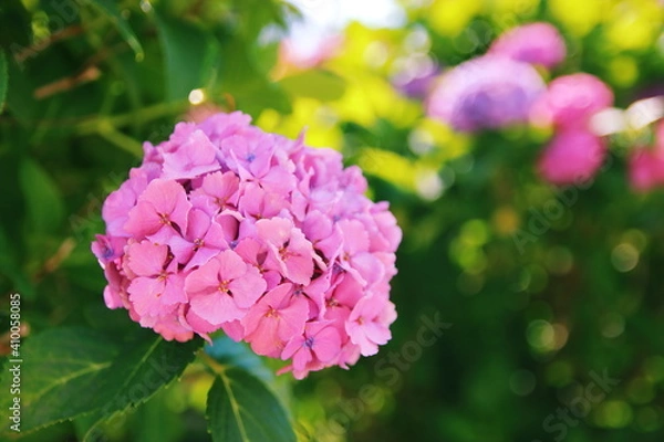 Fototapeta 道端の紫陽花【国内・神奈川県】