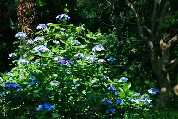 Fototapeta 三ッ池公園の紫陽花【国内・神奈川県】