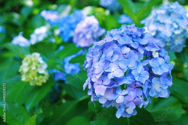 Fototapeta 三ッ池公園の紫陽花【国内・神奈川県】