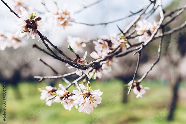 Obraz Cherry blossoms blooming in spring