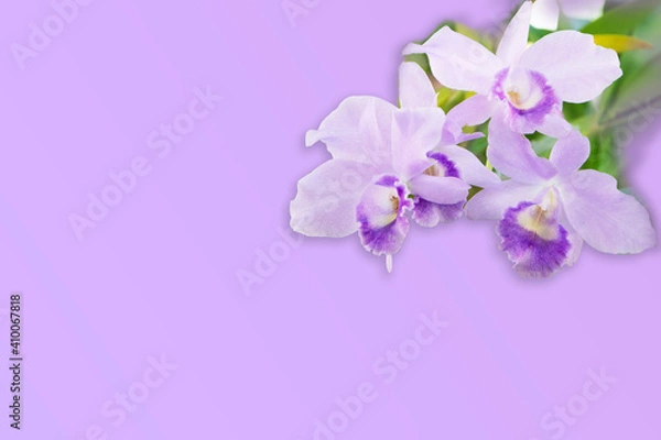 Obraz Purple orchid on purple background