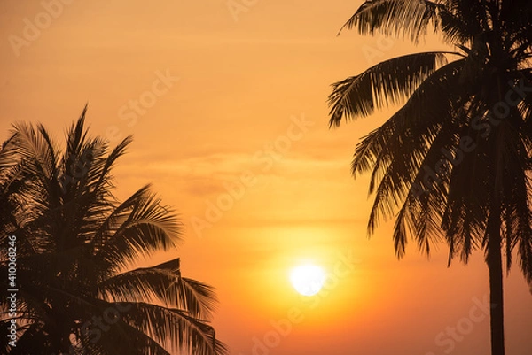 Fototapeta tree coconut sunset