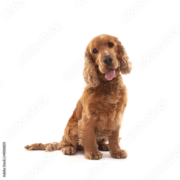 Fototapeta Cocker Spaniel
