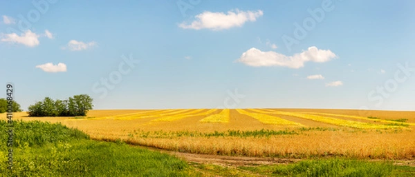 Fototapeta Panoramic view of farmland field edge with yellow ripe wheat plantation and green grasses and trees near it