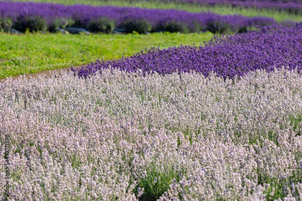 Obraz 高原に咲く白と紫のラベンダーの花