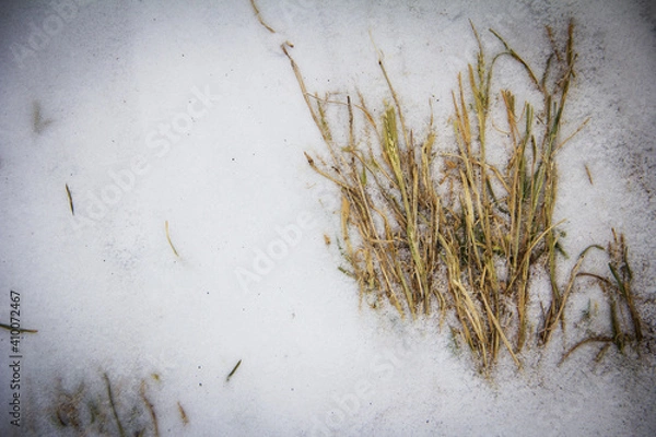 Fototapeta grass on the wall