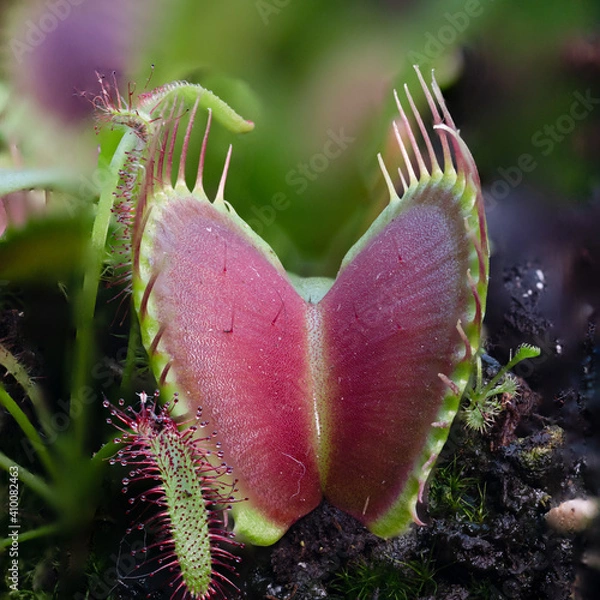 Obraz Venus flytrap & Sun dew