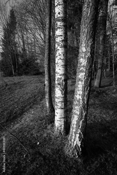 Obraz path in the forest