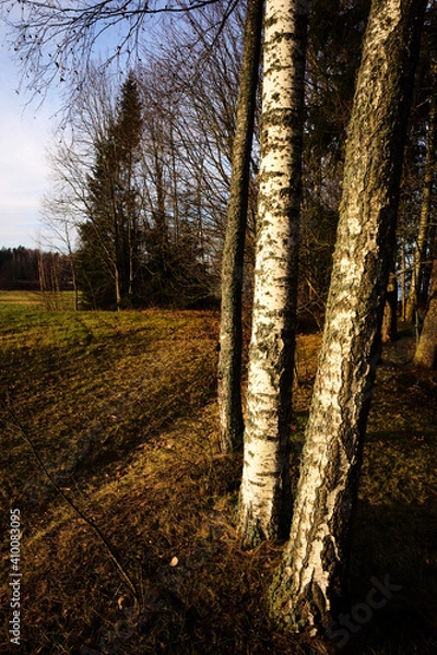 Obraz autumn in the woods