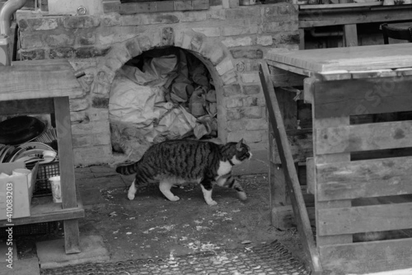 Obraz Cat walk near fire place