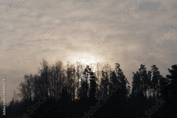 Obraz mist in the forest