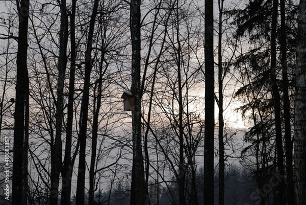 Obraz bird house sunset in the forest