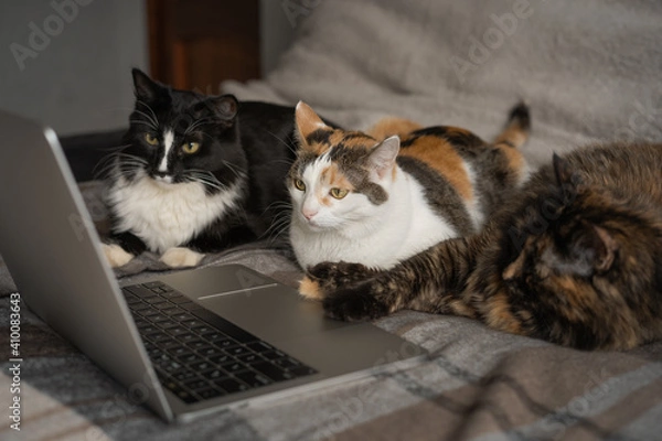Obraz Three cats look at the laptop screen
