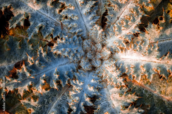 Obraz Rosette ot thorn plant close up